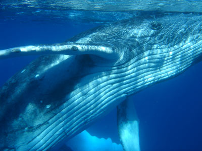 whale near surface